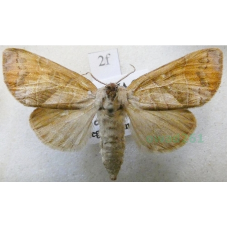 Clostera anastomosis (Linnaeus, 1758) female Wzjeżka wieszczyca Czech2f